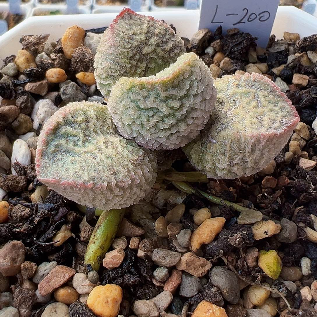 L-200 实生水泡 出叶片。