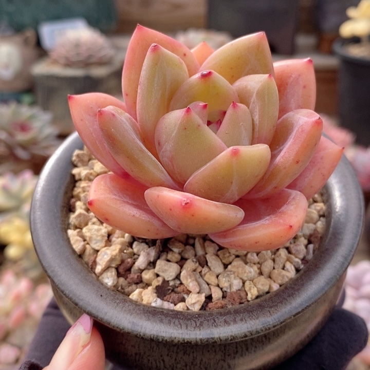 香槟 韩货精品666