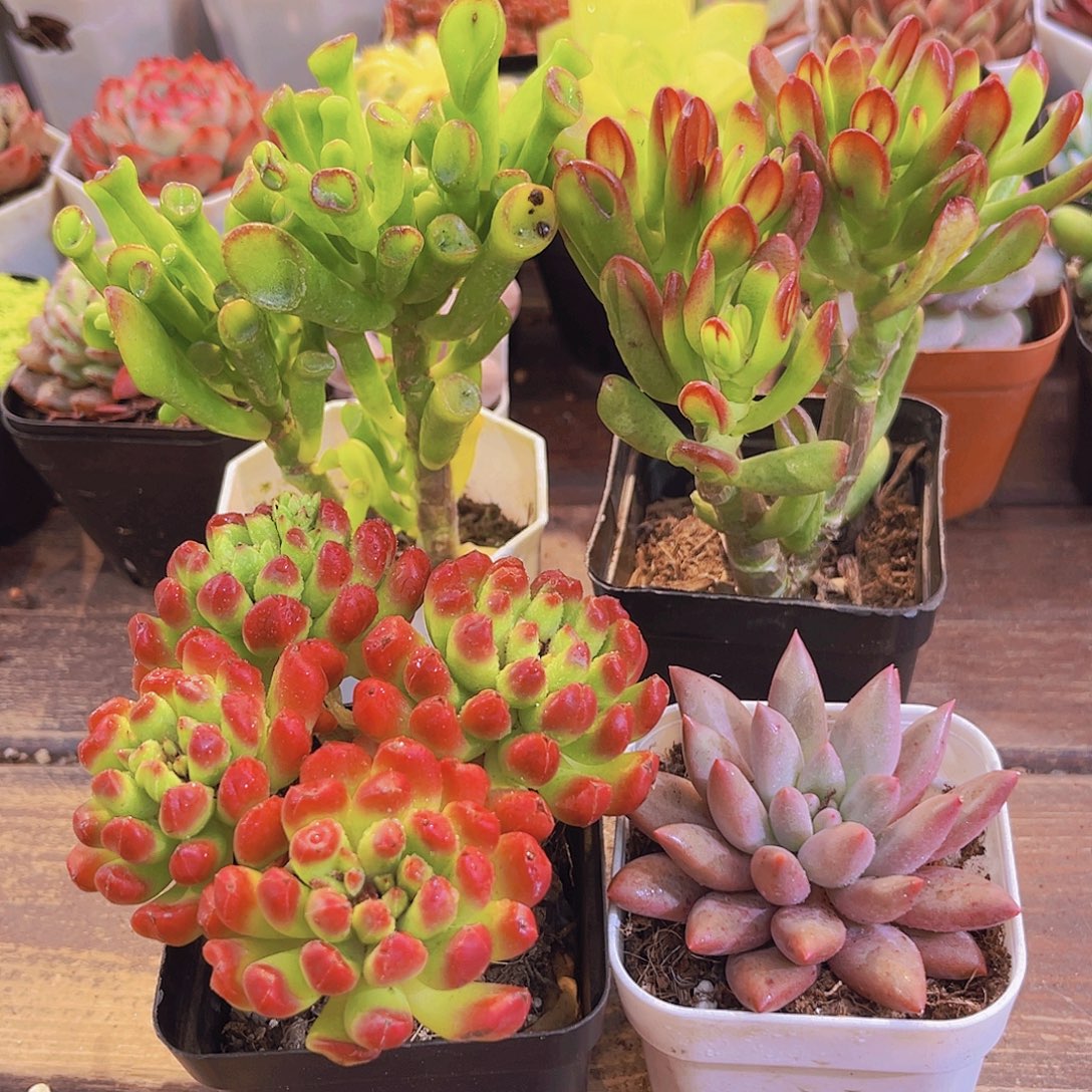 吸财树➕招财猫➕红灯笼➕红蜻蜓