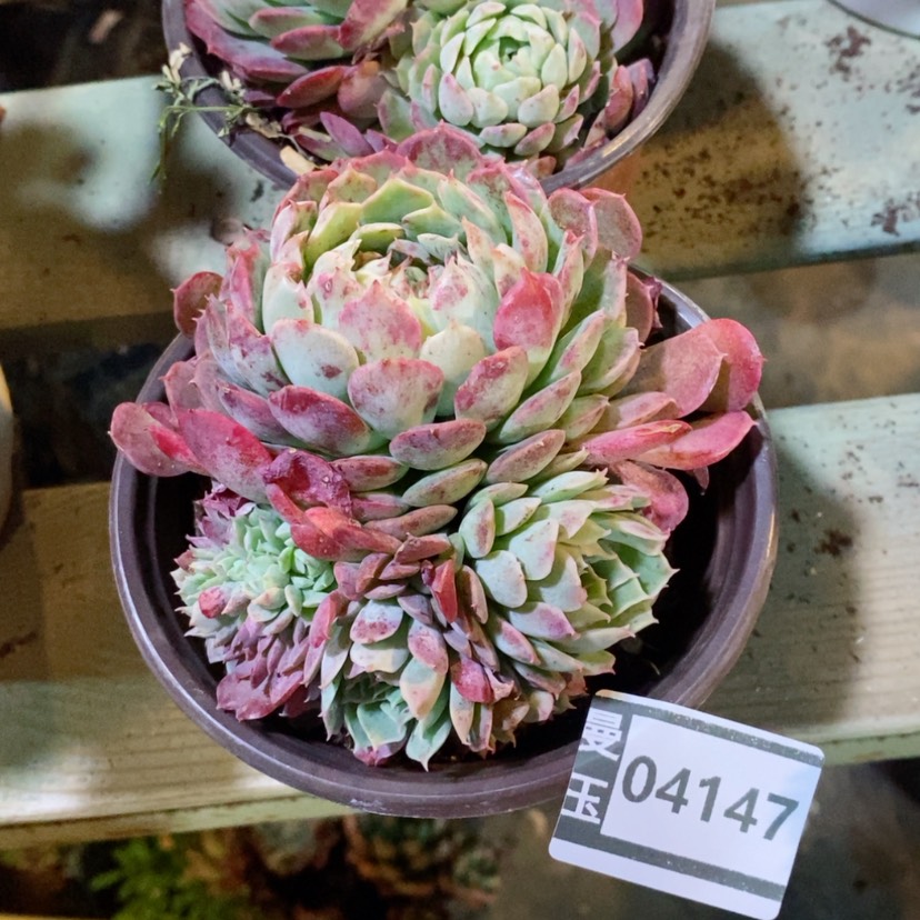 【闪购商品】朱砂痣缀04147