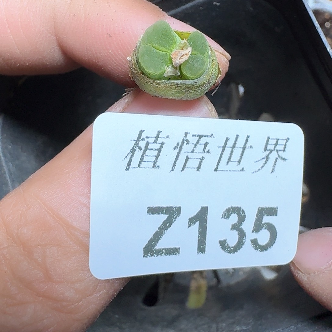 135号多肉植物哇c
