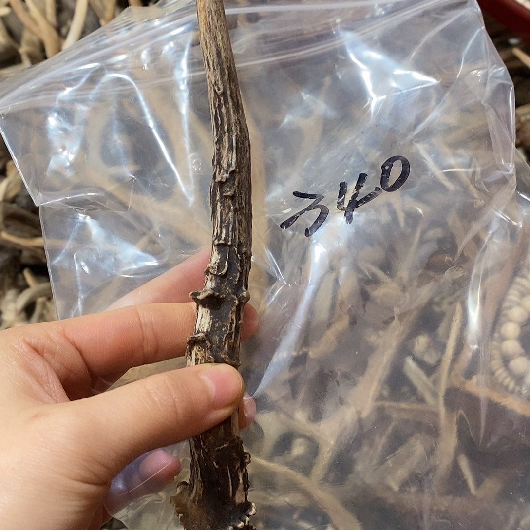 柒***锵非金属鹿看鹿角鹿角