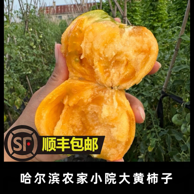 哈尔滨大黄柿子老品种顺丰包邮