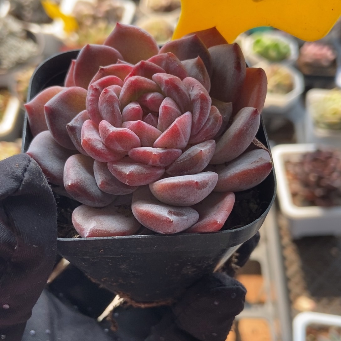 565冰魄多肉植物保护