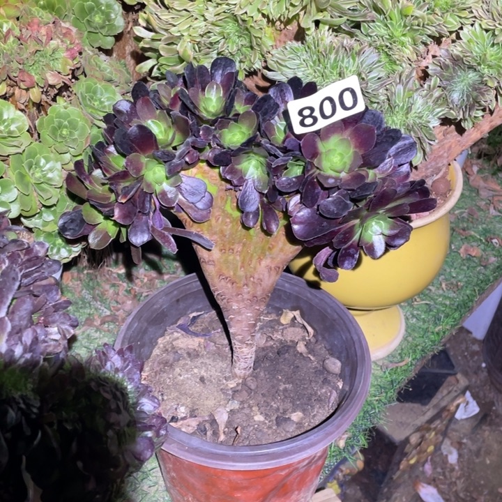 20厘米左右欧紫朵朵缀800号