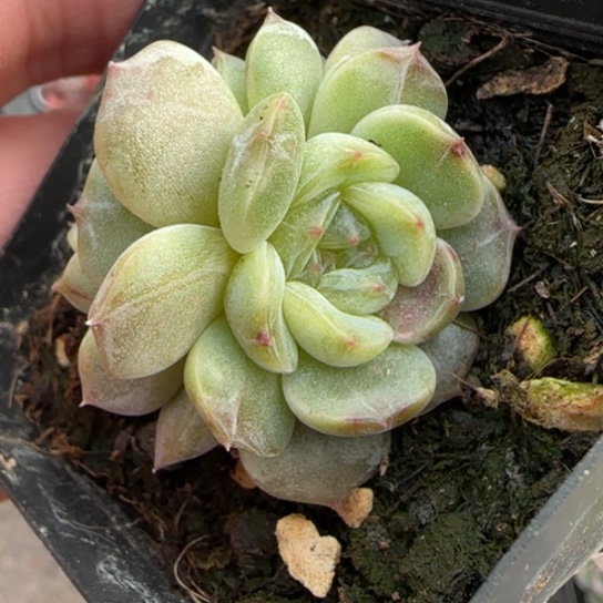 271白恋石化多肉植物多