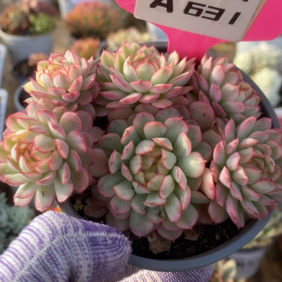 631黄覆轮梦幻玫瑰锦