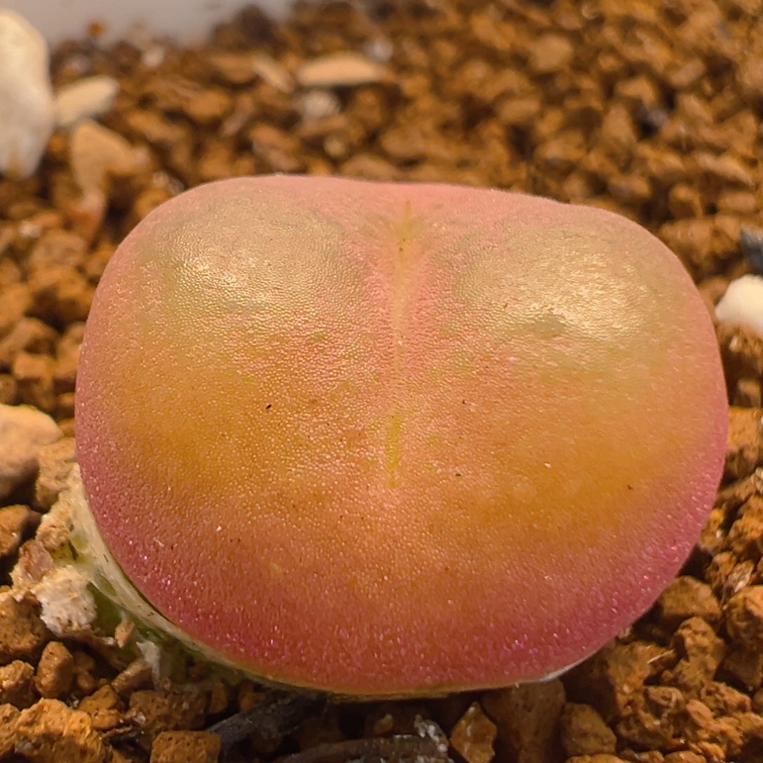 31多肉植物百科吕红