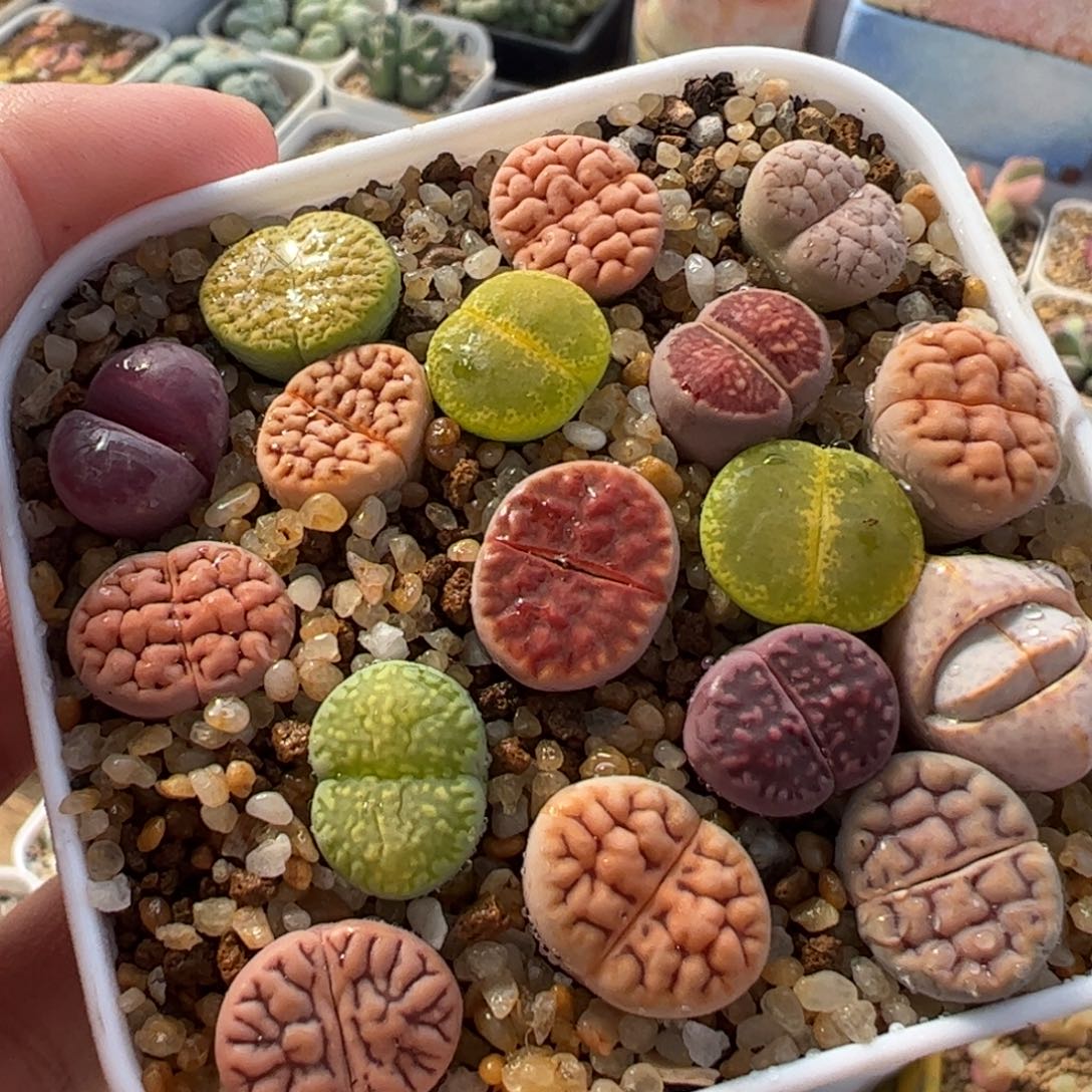 336多肉植物百科