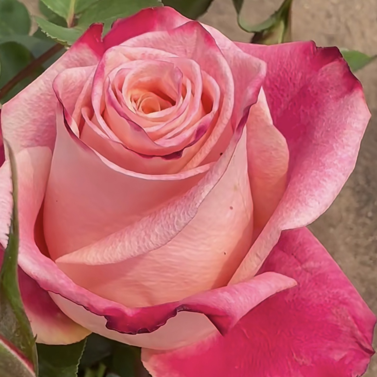 芳香美味 根接苗匠人月季鲜花玫瑰花月季花四季开花阳台盆栽植物