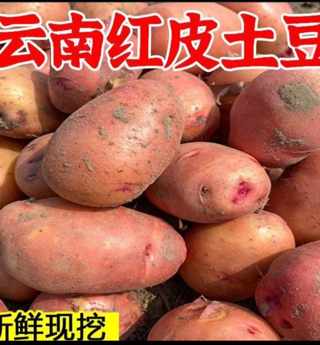 云南红皮黄心土豆高原露天种植粉面糯香新鲜现挖