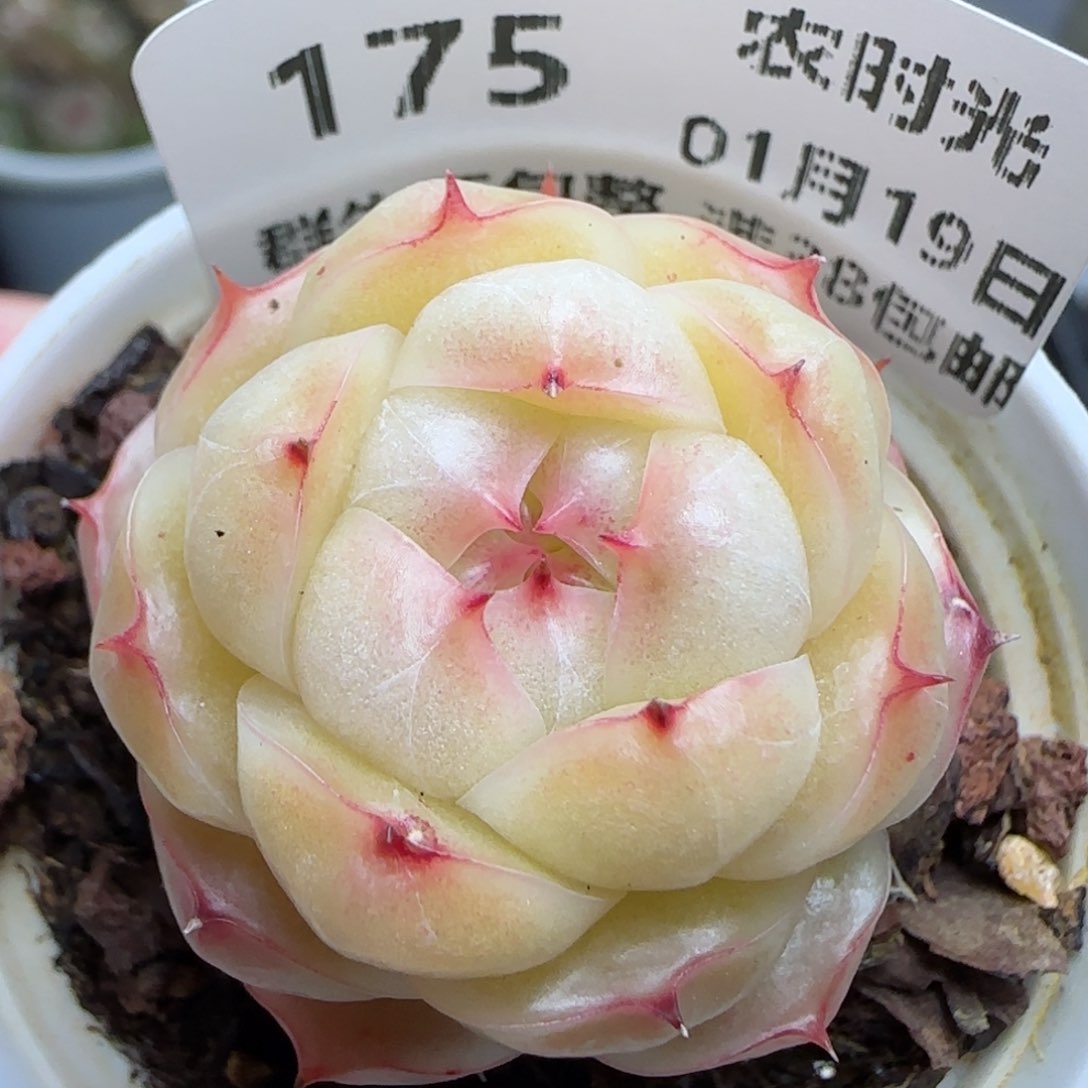 0119-175包子麦秆