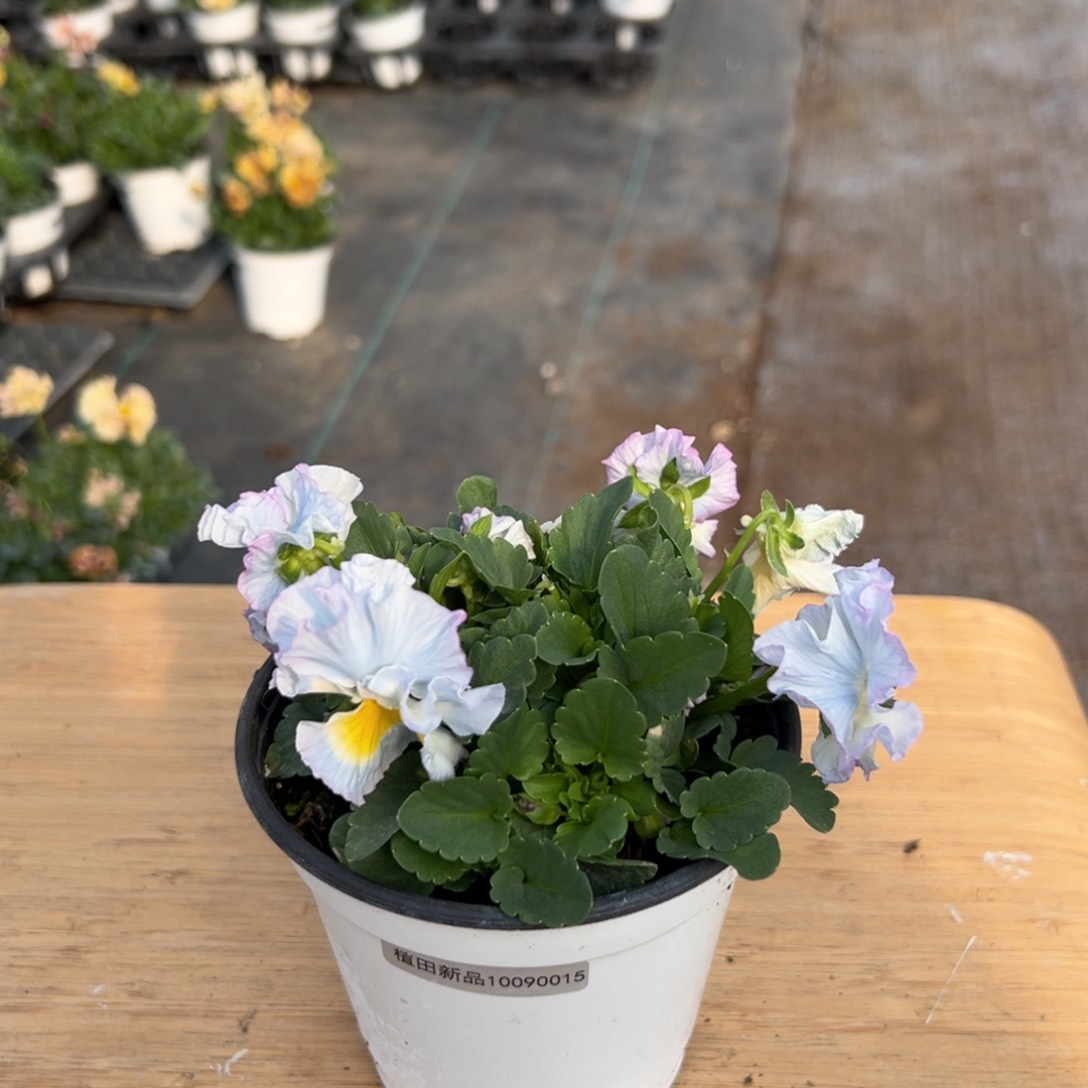 红陶抖音直播间闪拍41