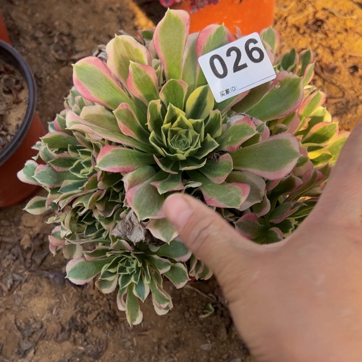 白凤多肉植物026