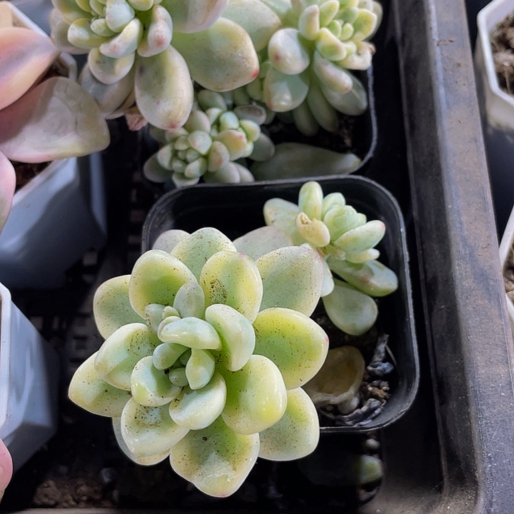 劳尔锦带盆土发货