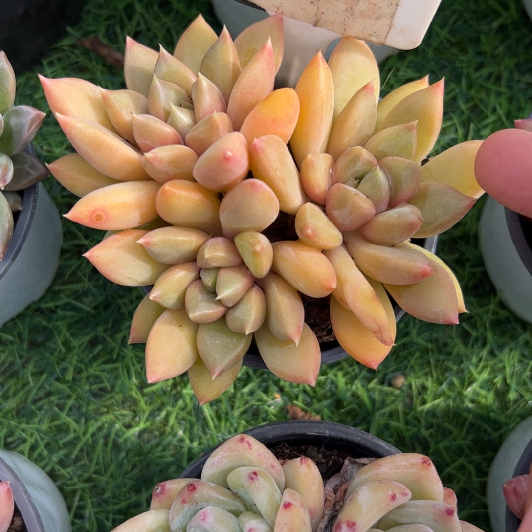 红象牙多肉植物保护研究所
