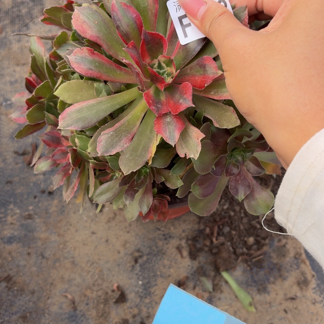 18多肉植物肉肉的