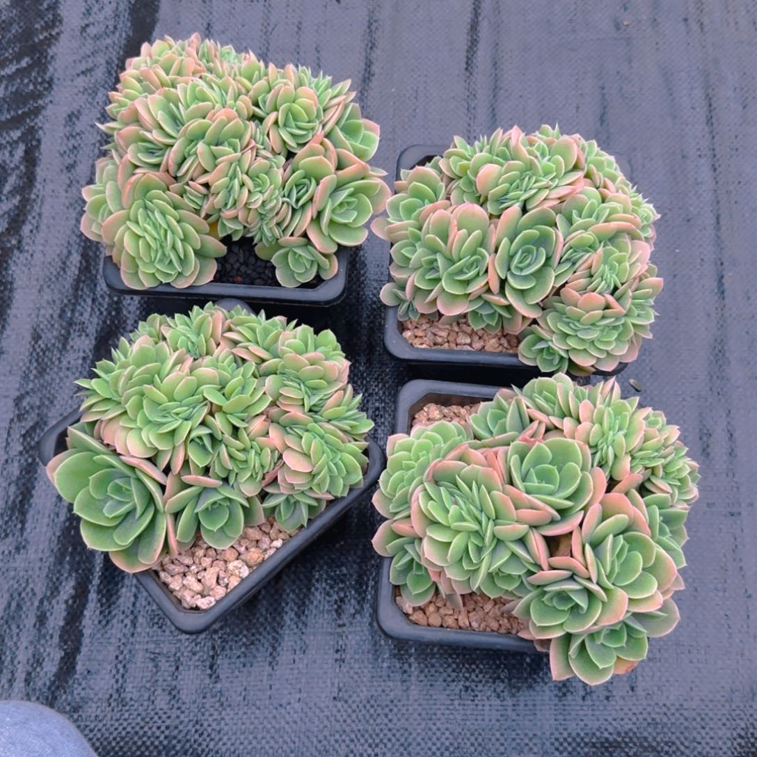 星娜塔福利1111111111111