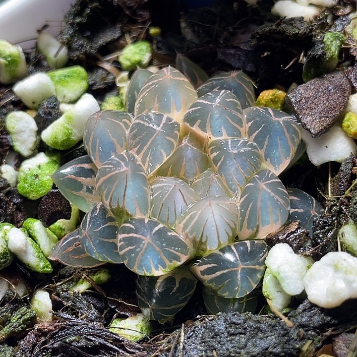 697超糊霓虹灯锦福利