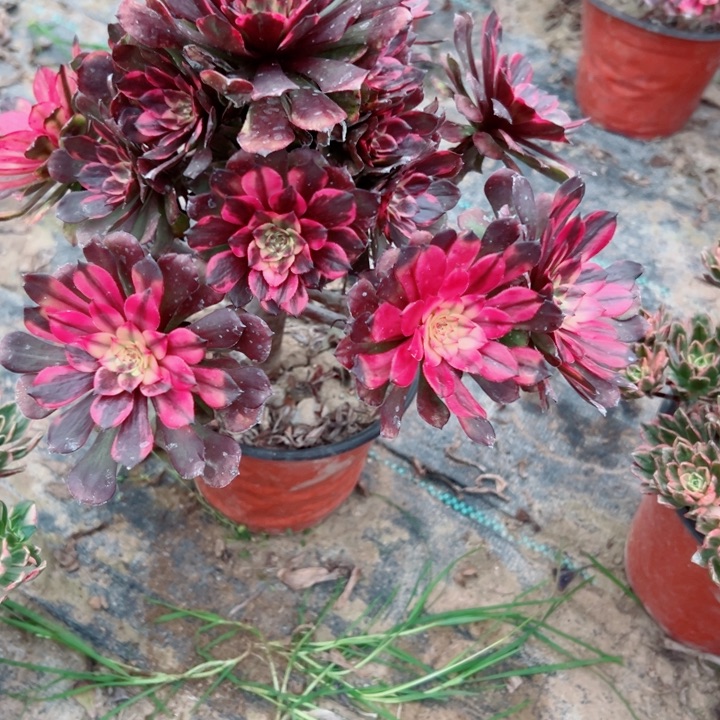 825烟花多肉植物