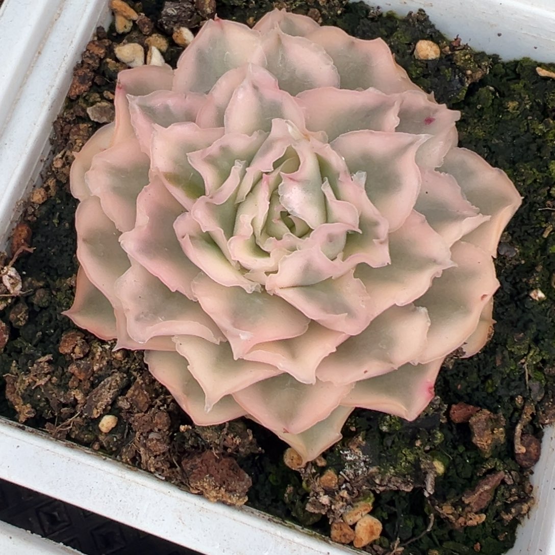 从前慢花园多肉精选编号1.3单头紫蝴蝶锦