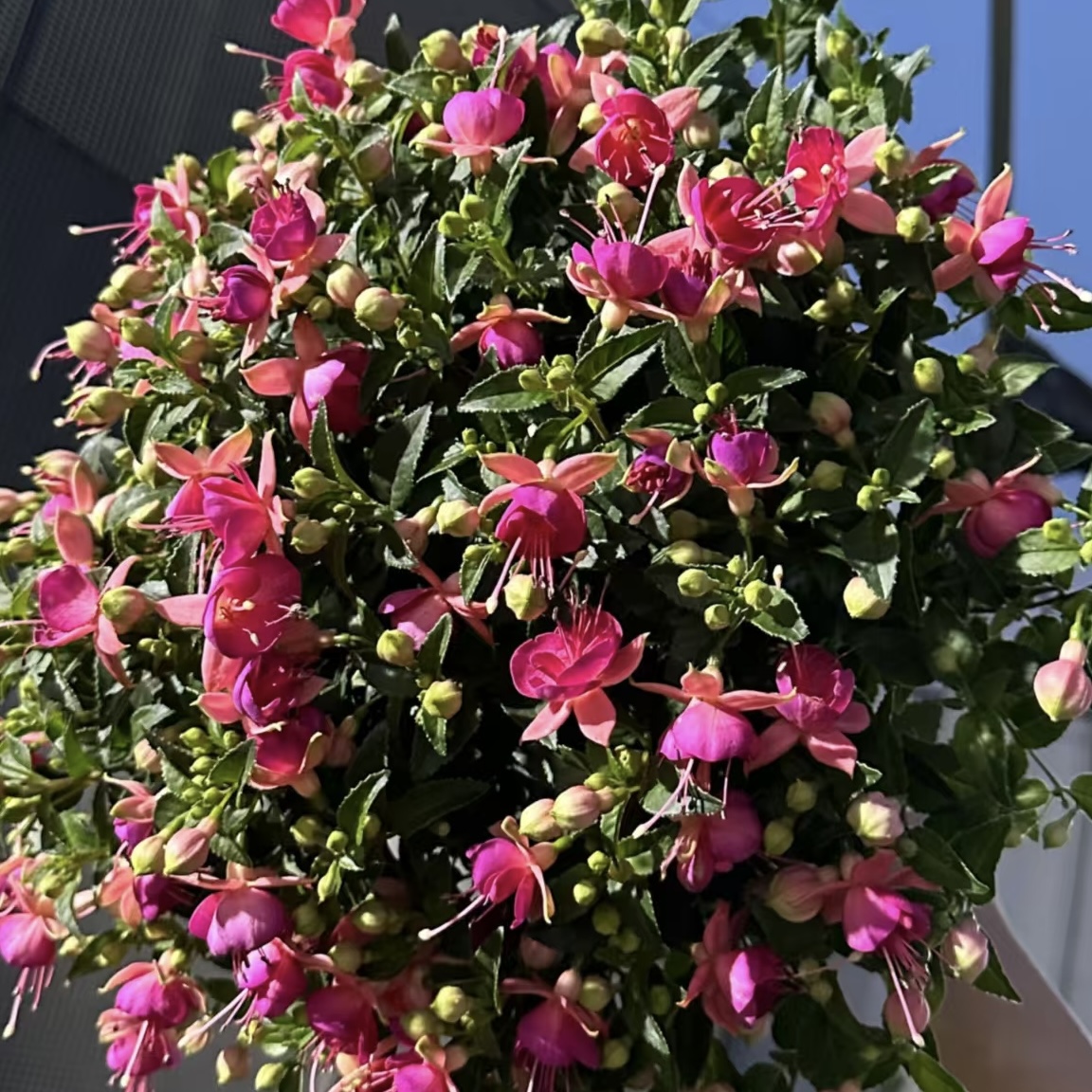 紫色倒挂金钟 庭院阳台爆花强花卉 新手易养护 花苞发货