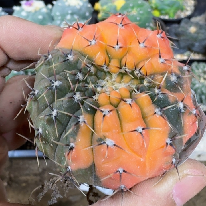 福利自根风头锦0720