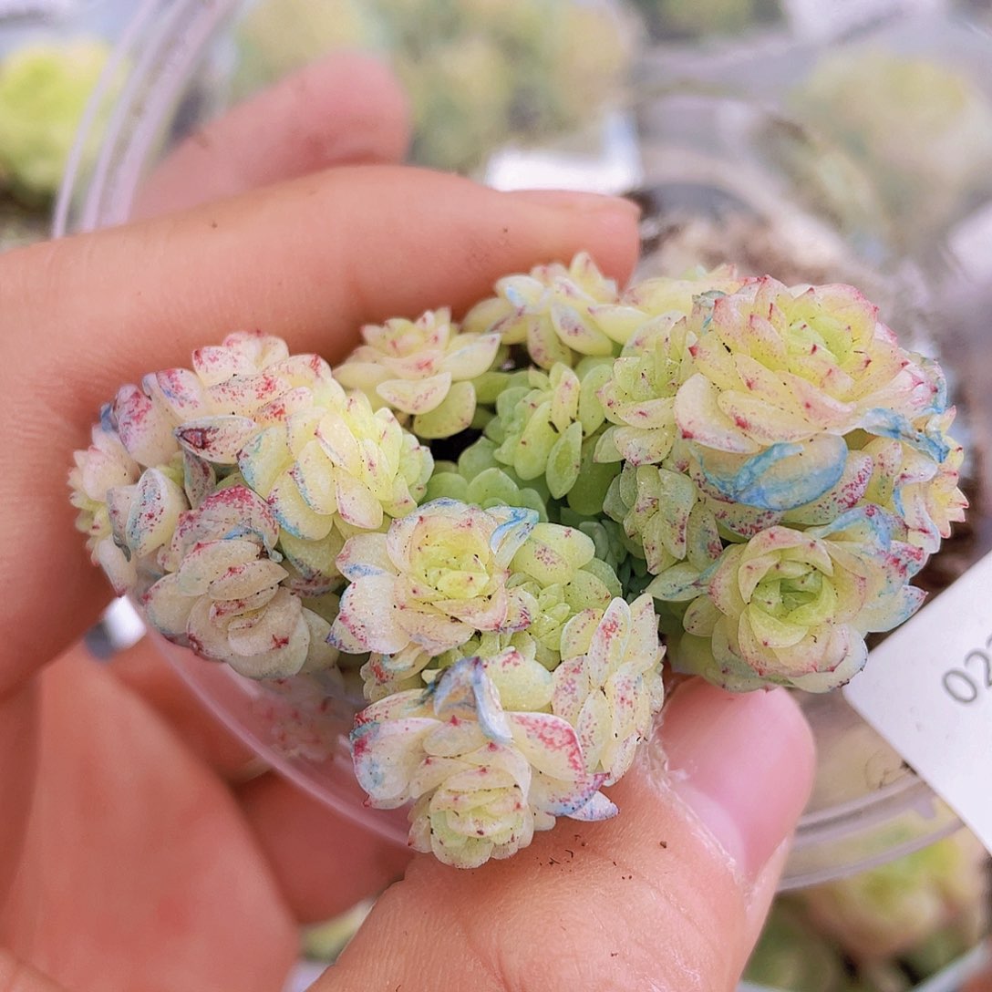 000000000000003量拍