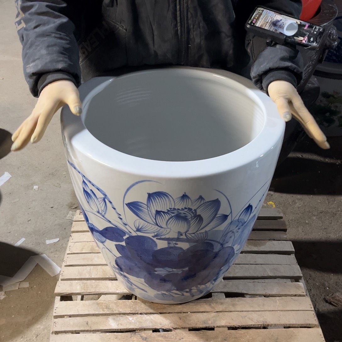 瓷片兰荷花43高度43.88888