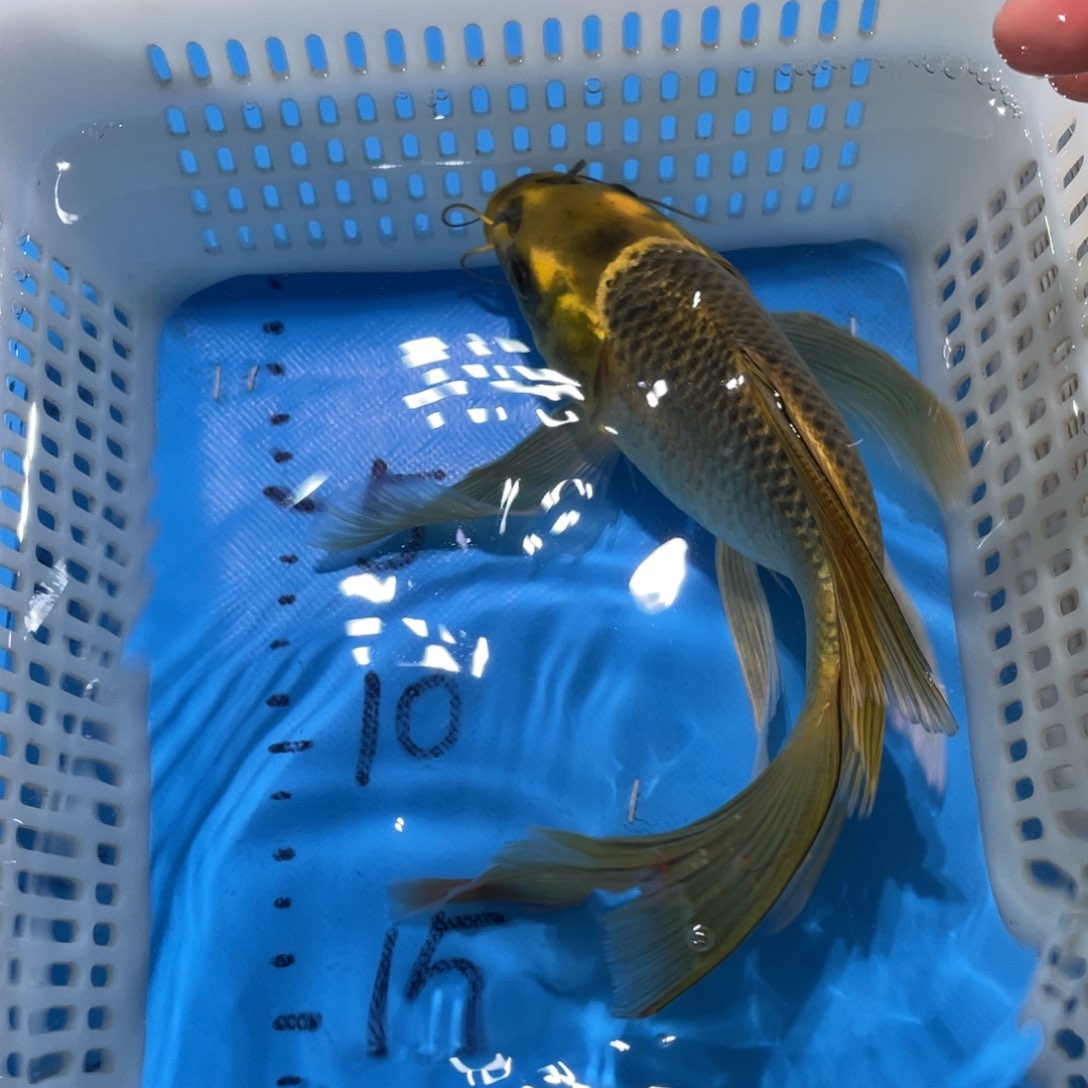锦鲤蝴蝶鲤鱼锦鲤包邮