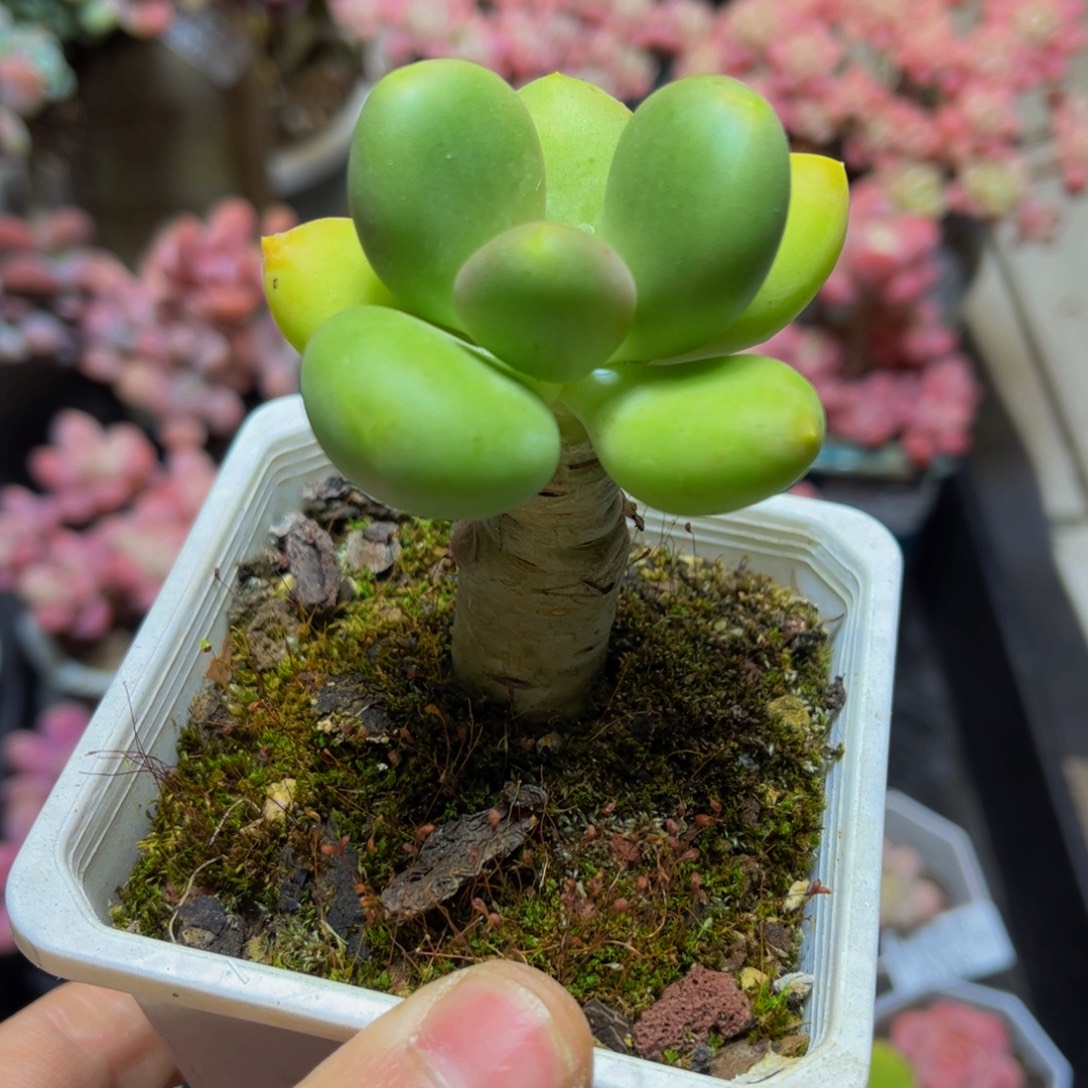 582芒果奶6厘米多肉