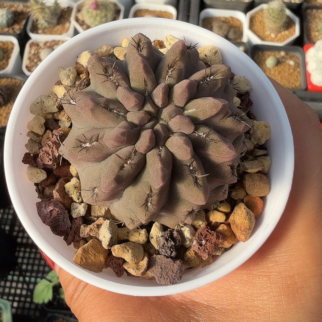 实生雷头玉脱土发货