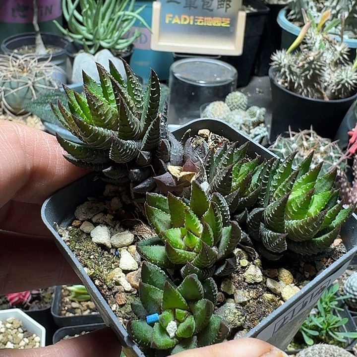 393不知名十二卷脱土发货