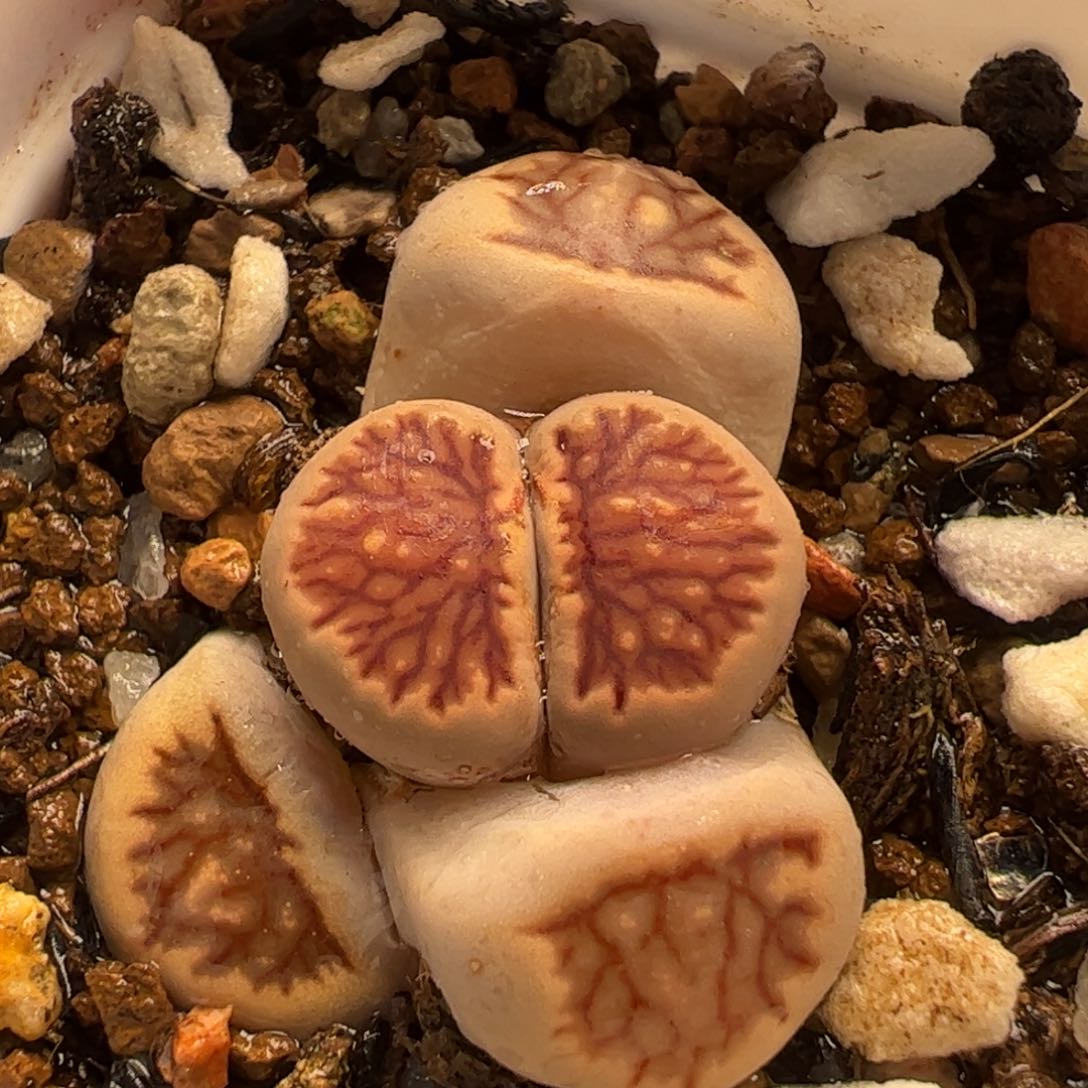 016多肉植物百科