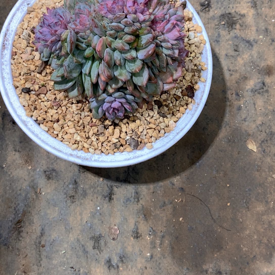 ****生黑曼巴多肉植物老桩