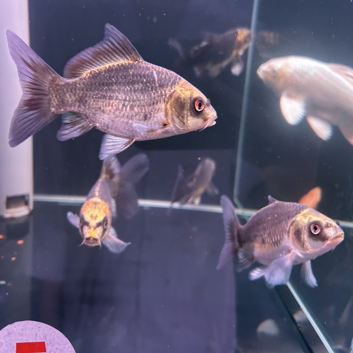 熊猫（黑红）蝴蝶鲤（7号缸）