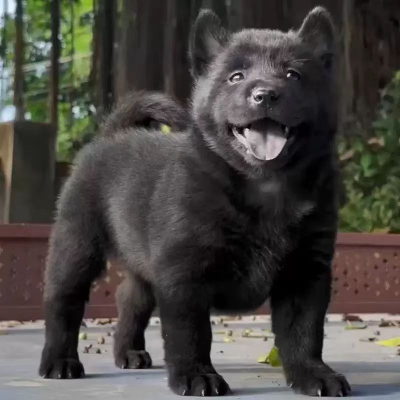 严选中华田园犬宠物活体带货