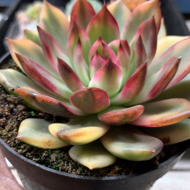 火焰山锦单头8cm左右