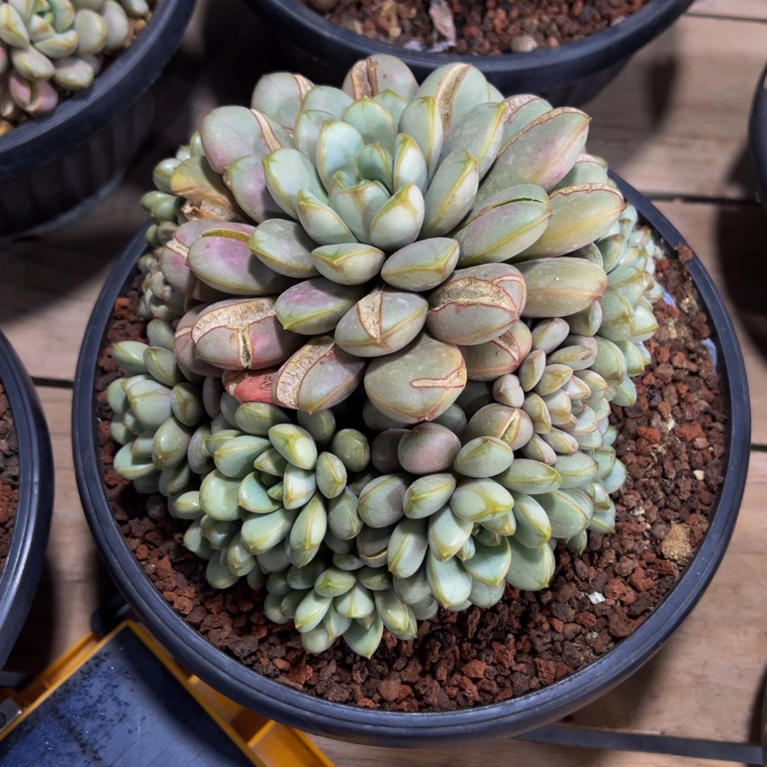 一**阳葡萄大群一颗寄养