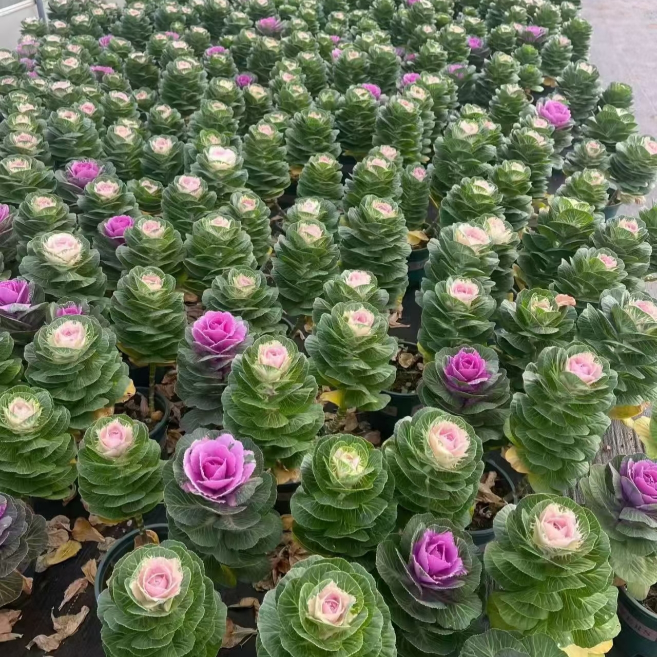 羽衣甘蓝老桩多头盆栽耐寒抗冻阳台庭院绿植