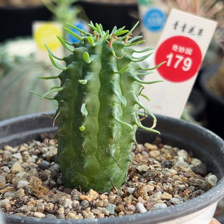 实生群星冠3cm一棵仙人球