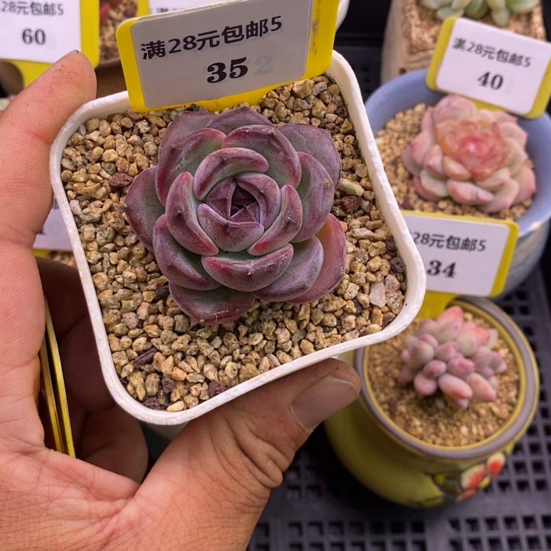 535精控黑橙子单头