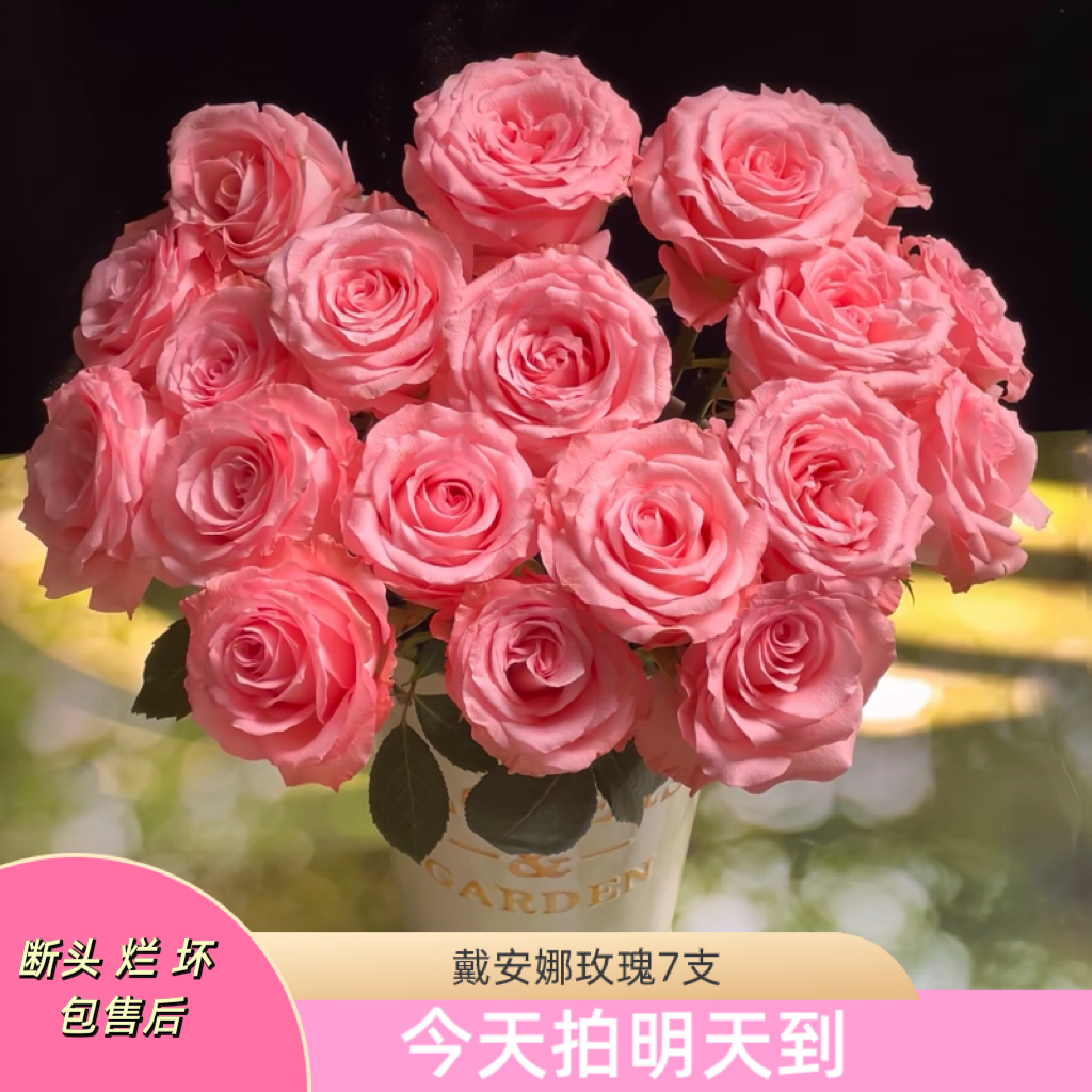 果语精选【戴安娜单头玫瑰7枝】云南鲜花批发次日达