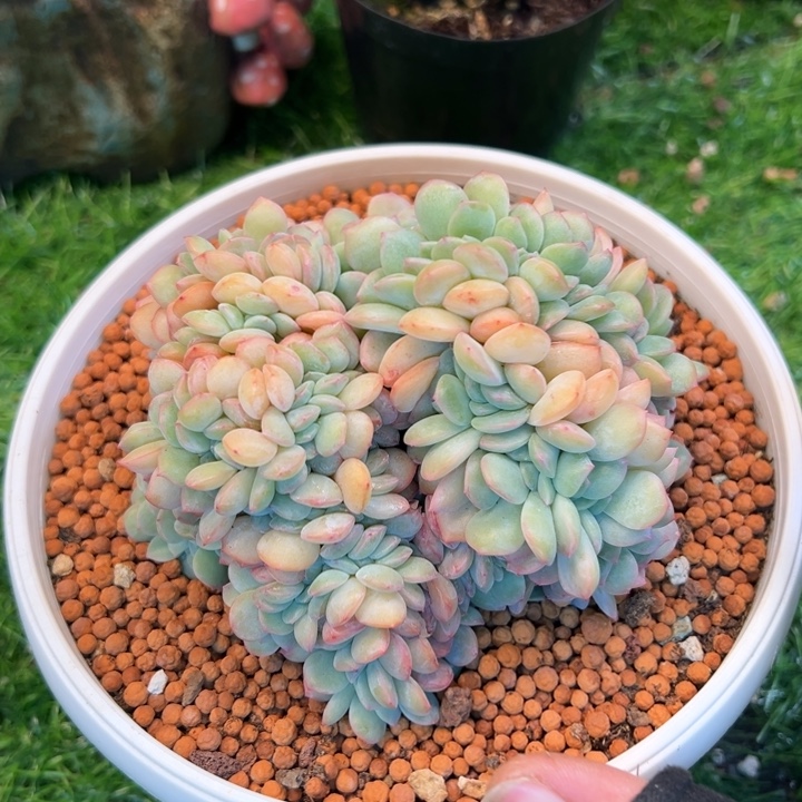 那***很深度姐泡芙sp一颗