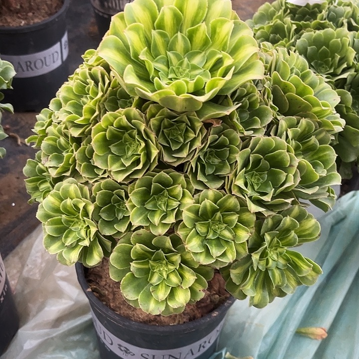 多肉植物法师锦12号