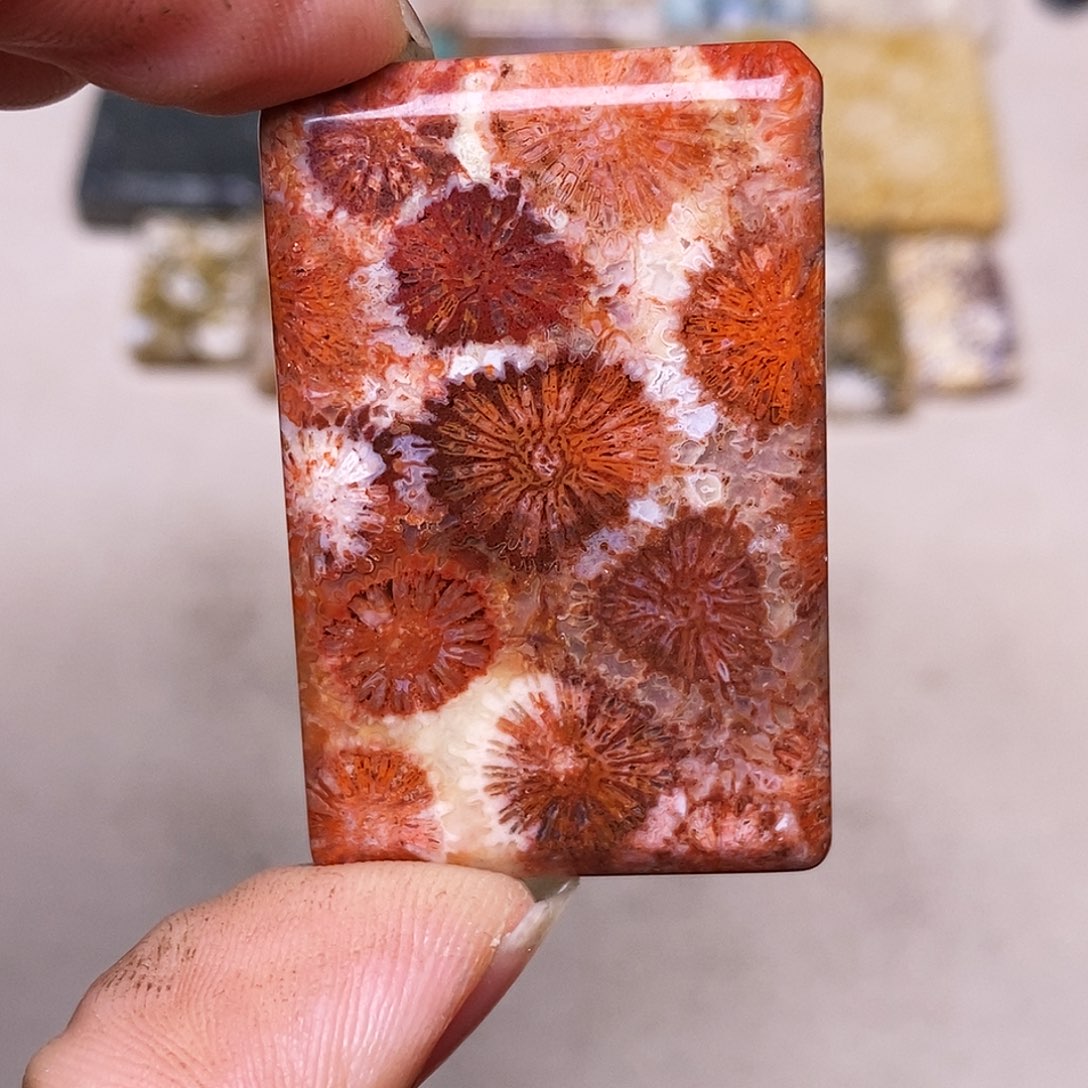 小***狸硅化玉合金珊瑚玉