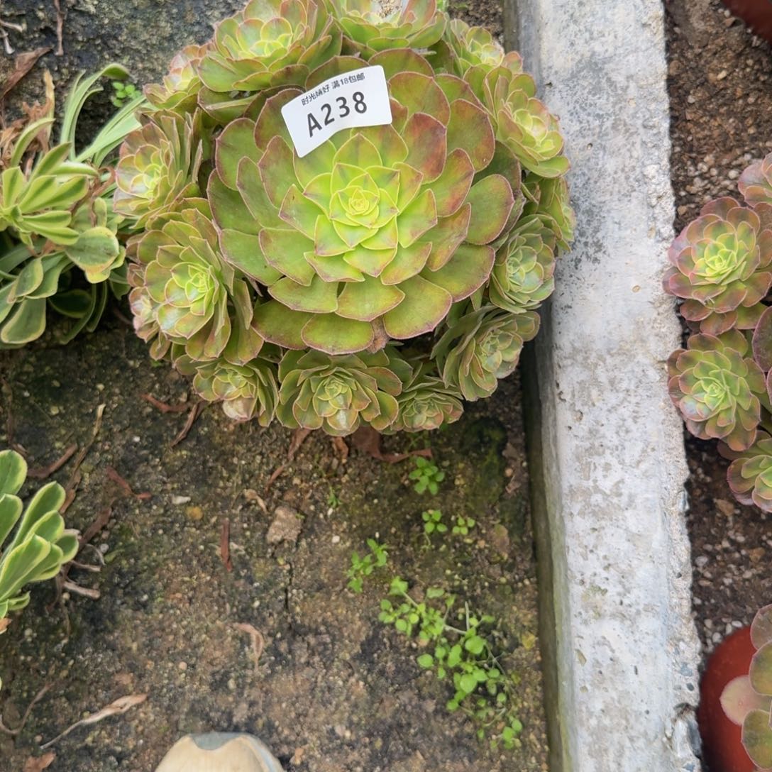 238雨荷。多肉植物