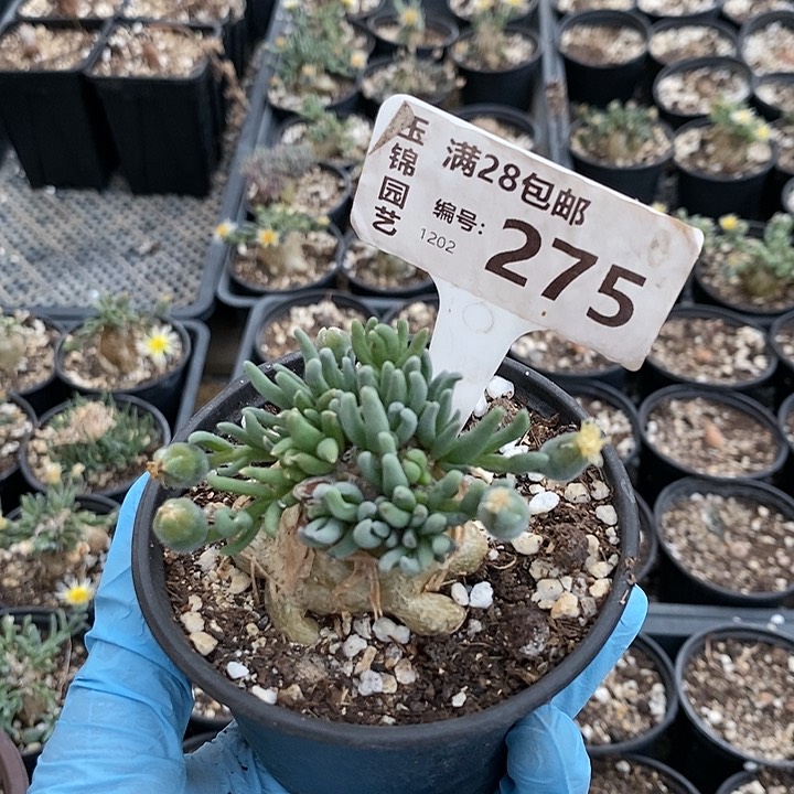 越*樾275一一一一一一一一一