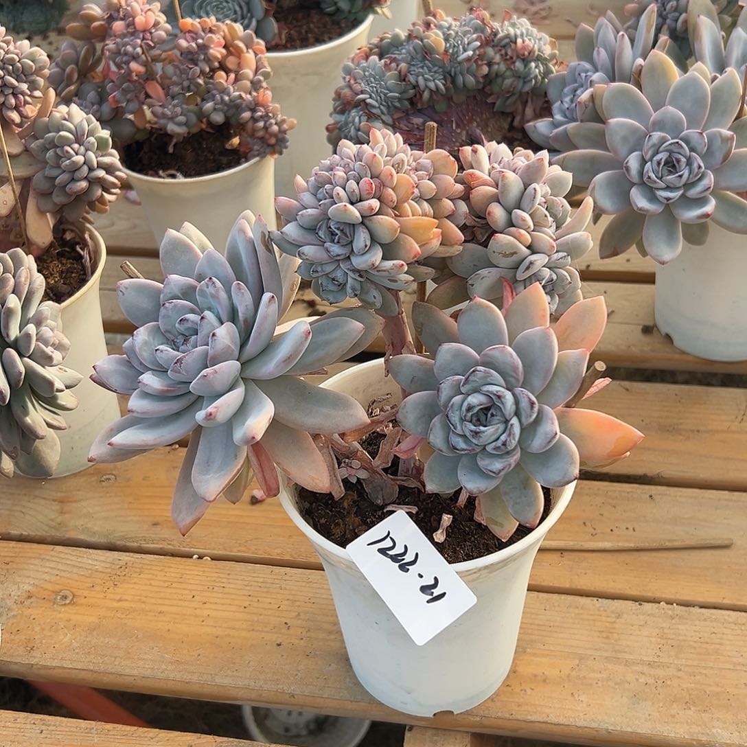 乐***片1222-21星星雪缀多肉植物