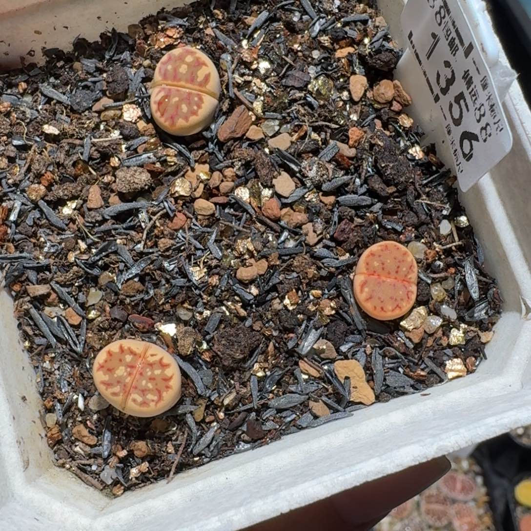 小黄车里捡漏去1356